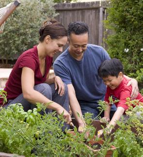 Growing Your Own Food Can Help With Stress and Provide Fresh Food