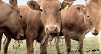 Cows, Seaweed, and Greenhouse Gases?