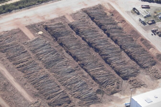 Biomass: False Promises of Renewable Energy